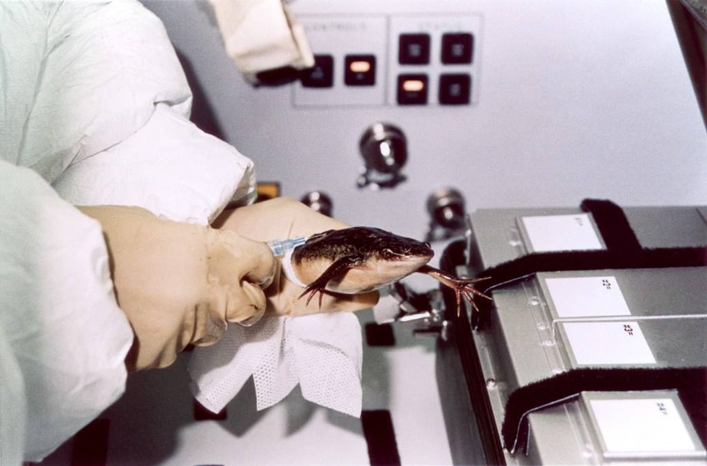 How hero astronaut animals paved the road to modern space travel