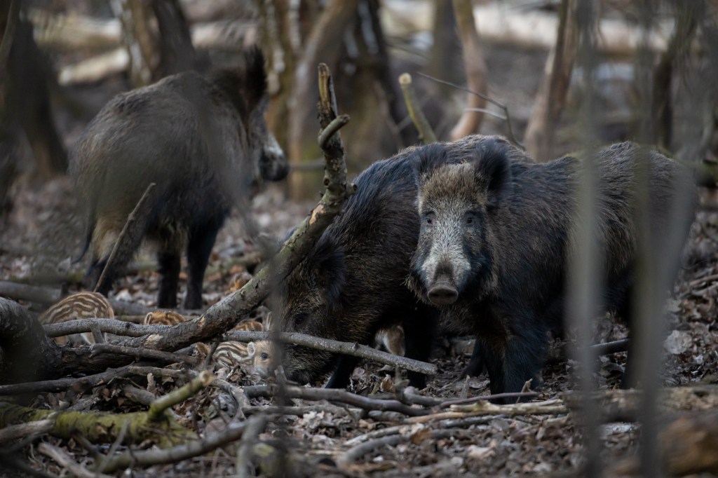 Recently retired Oklahoma man, 63, dies after driving into pack of wild hogs