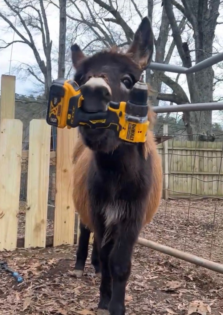 Georgia cops kill baby donkey HeeHaw, and his owner demands justice: ‘He was my son’