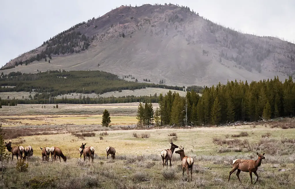 ‘Worst-case scenario’ Yellowstone eruption could cause 1.3 billion premature deaths, scientists say