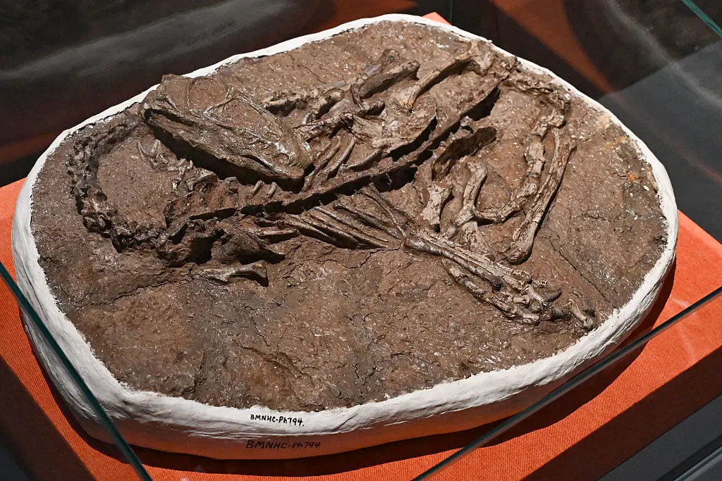 Scientists make stunning realization after discovering perfectly preserved T-Rex on ranch in US