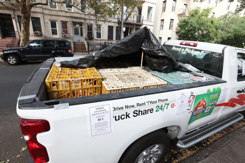 Hundreds of dead chickens found abandoned in NYC U-Hauls: cops and activists