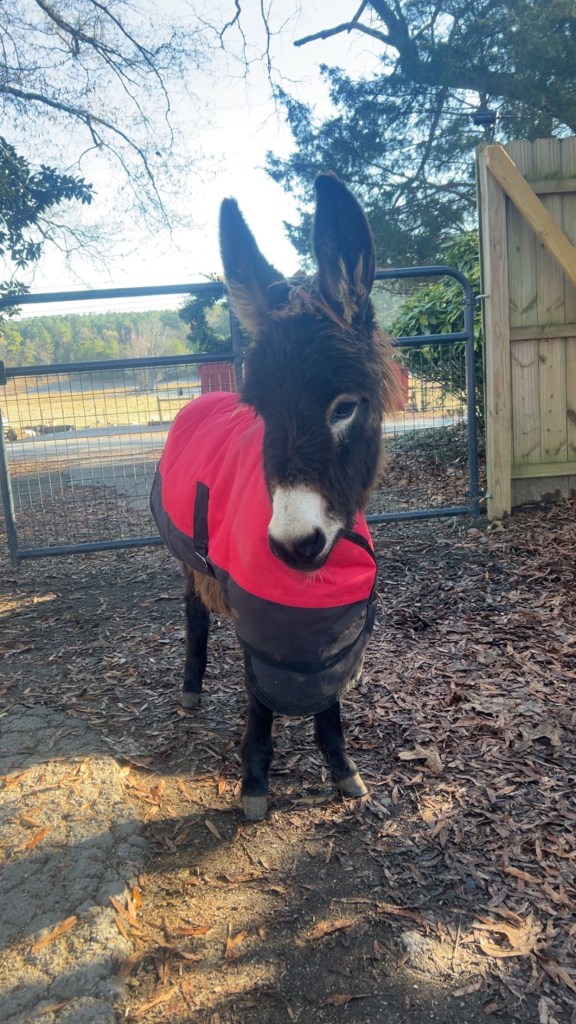Georgia cops kill baby donkey HeeHaw, and his owner demands justice: ‘He was my son’
