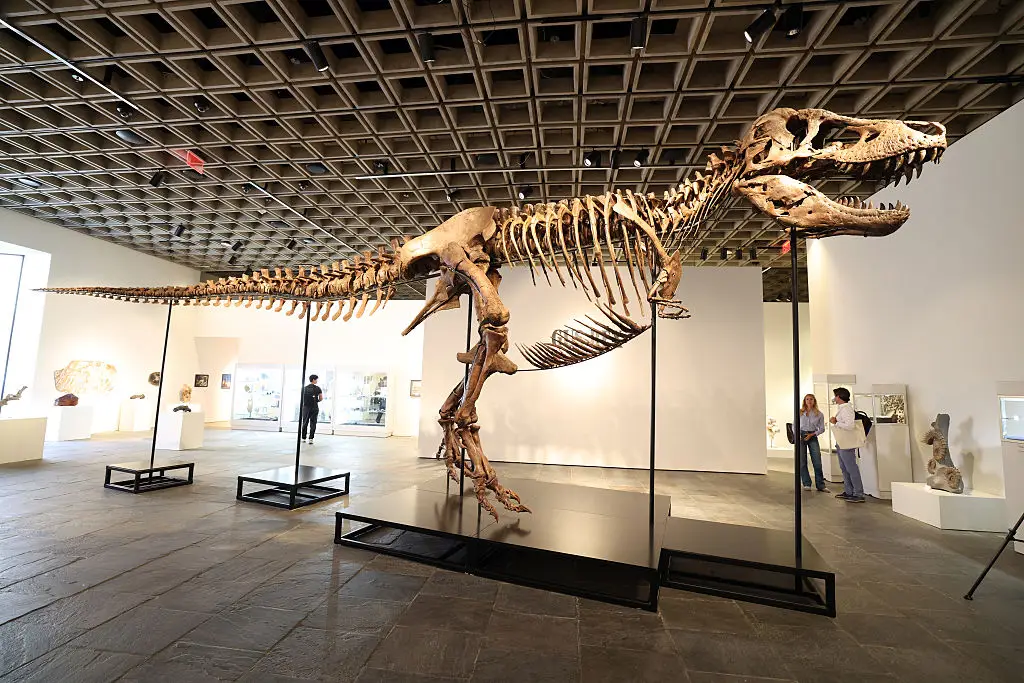 Scientists make stunning realization after discovering perfectly preserved T-Rex on ranch in US