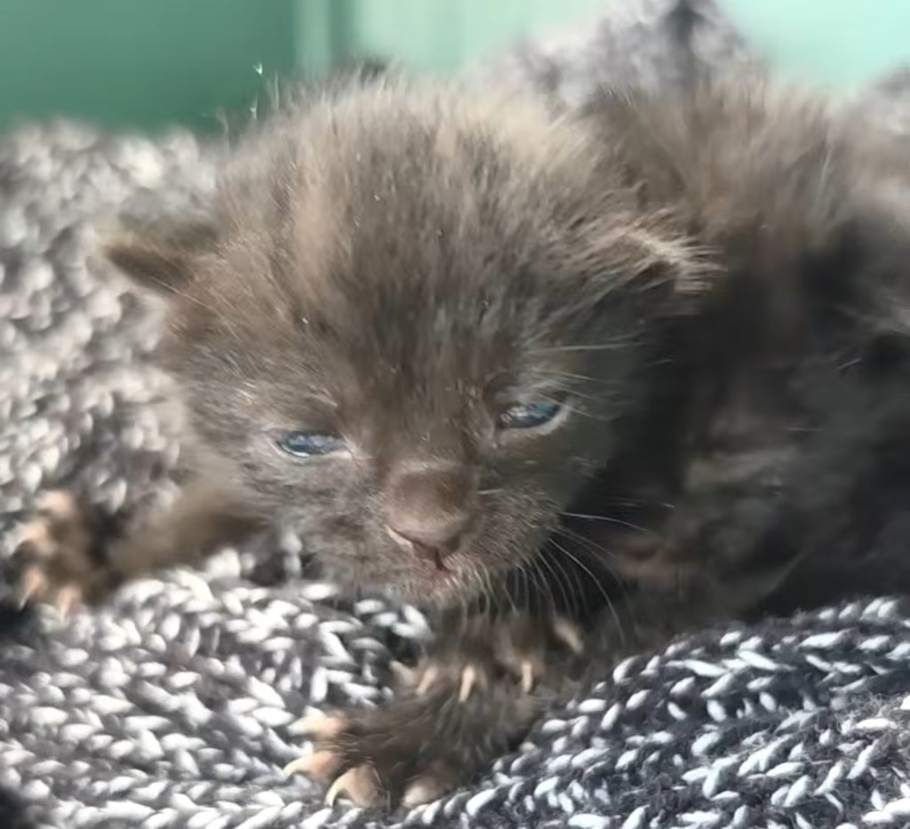 Workers free kittens from shredder that could have ‘obliterated’ them in purr-fect rescue mission: video