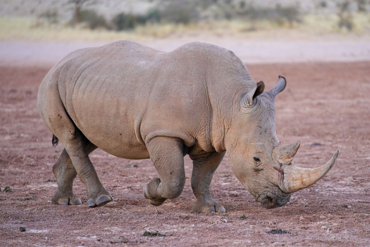 Poacher trampled to death by elephants while lining up shot on white rhino for £10,000 payday