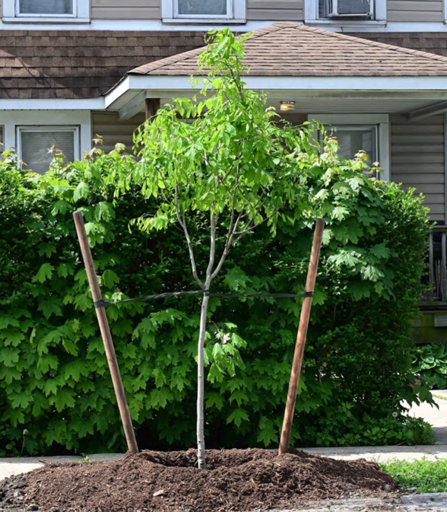 ‘Nervous’ residents of one NYC nabe say new, city-planted trees will ruin area’s Feng Shui, bring ‘bad luck’