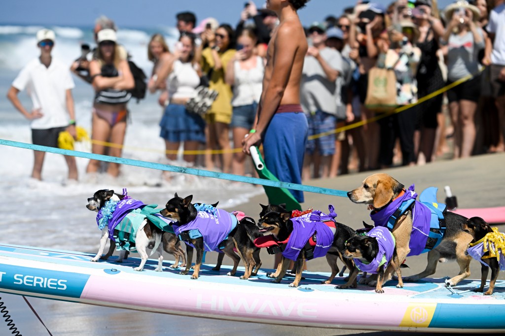 Del Mar Dog Beach surfing festival ends in chaos as judges forced to cancel the final