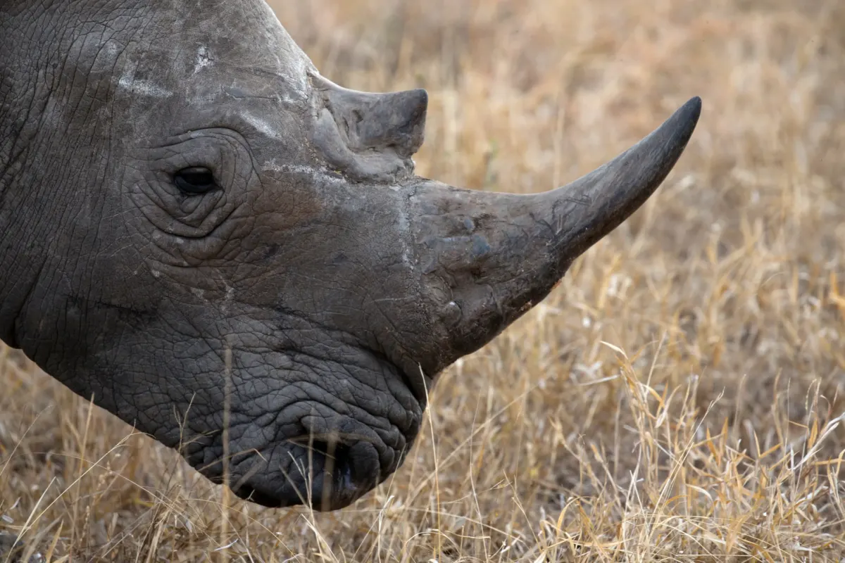 Poacher trampled to death by elephants while lining up shot on white rhino for £10,000 payday