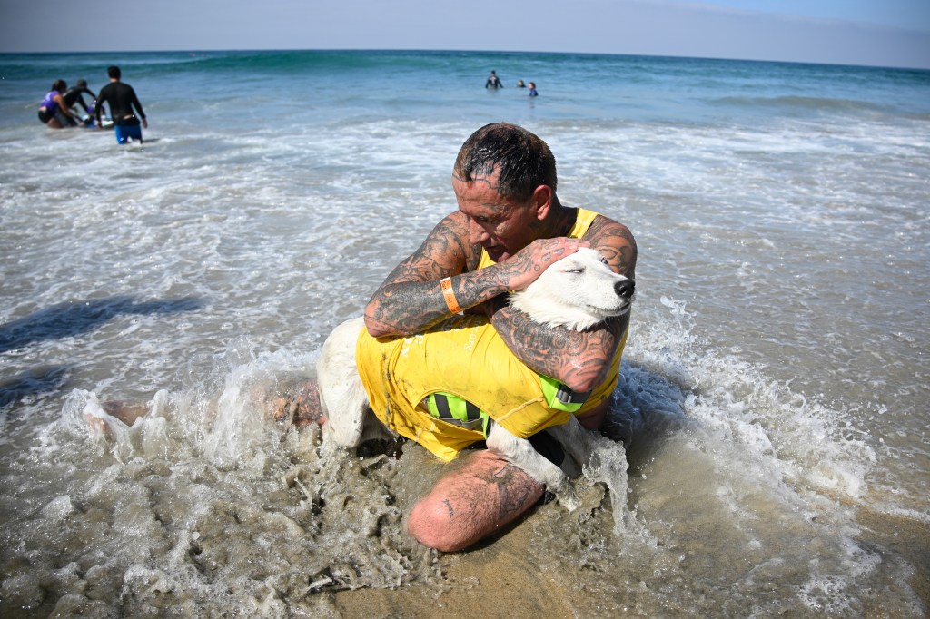 Del Mar Dog Beach surfing festival ends in chaos as judges forced to cancel the final