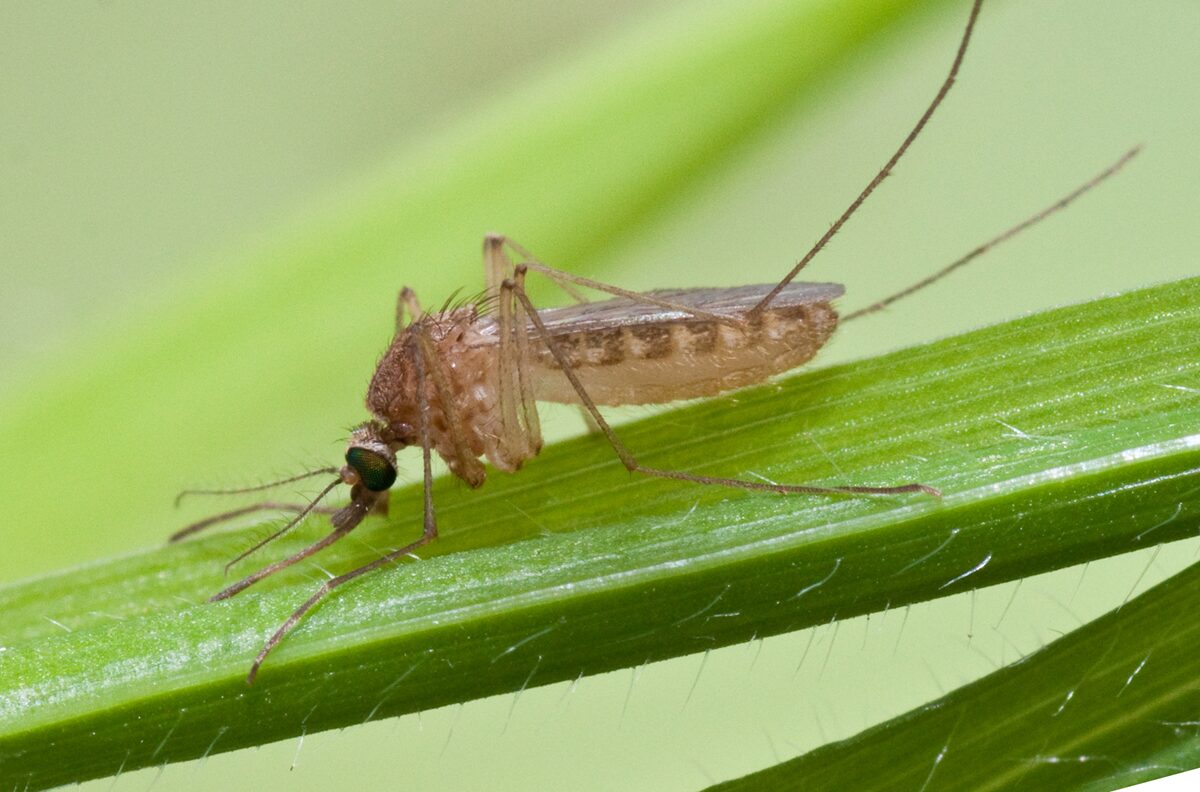 11 million Americans hit with mosquito warning after virus with subtle symptoms turns deadly