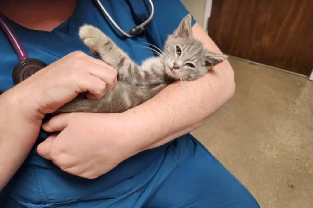 NJ kitten travels 800 miles trapped in car bumper — till shocked driver spots this