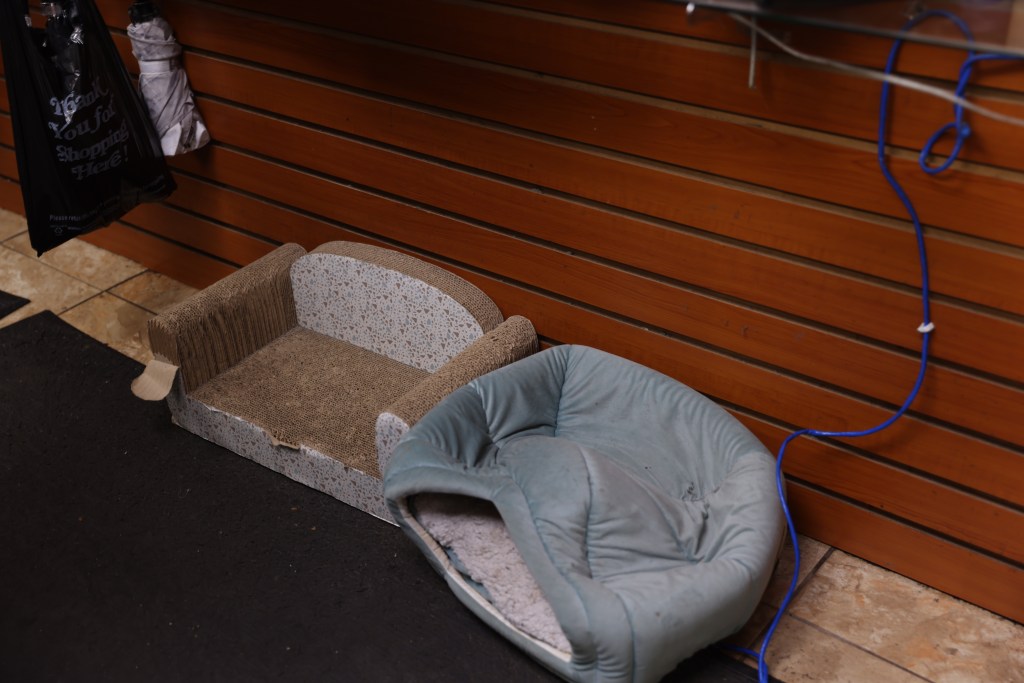 Beloved NYC bodega cat stolen from store as kitty’s fans have their claws out for the petnappers