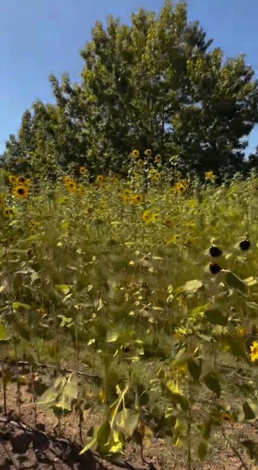 California winery ditches grapes for unusual crop in latest blow to troubled industry