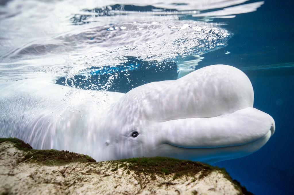 Third beluga whale, Osiris, dies at Chicago aquarium — after rescue from shuttered Canada marine park