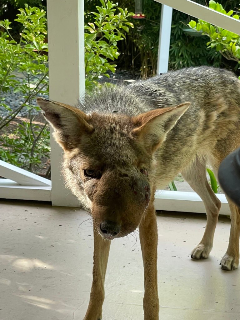 Horrifically deformed coyote prowling SoCal town euthanized — as vets reveal shocking reason for its injuries