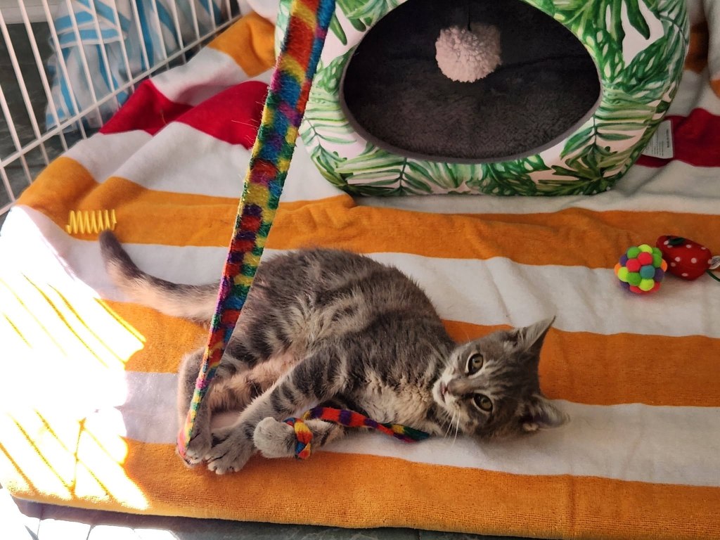 NJ kitten travels 800 miles trapped in car bumper — till shocked driver spots this