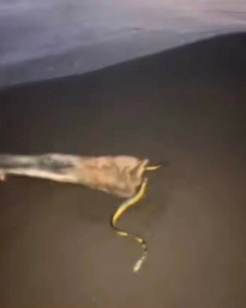 Highly venomous predator washes ashore on SoCal Beach