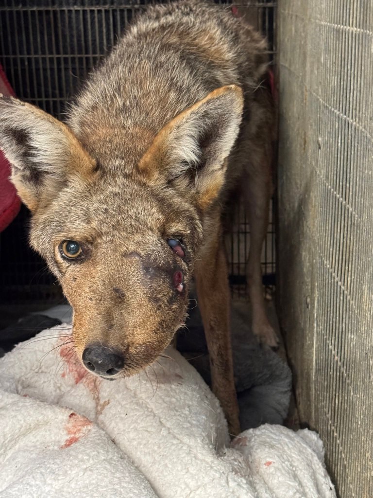 Horrifically deformed coyote prowling SoCal town euthanized — as vets reveal shocking reason for its injuries
