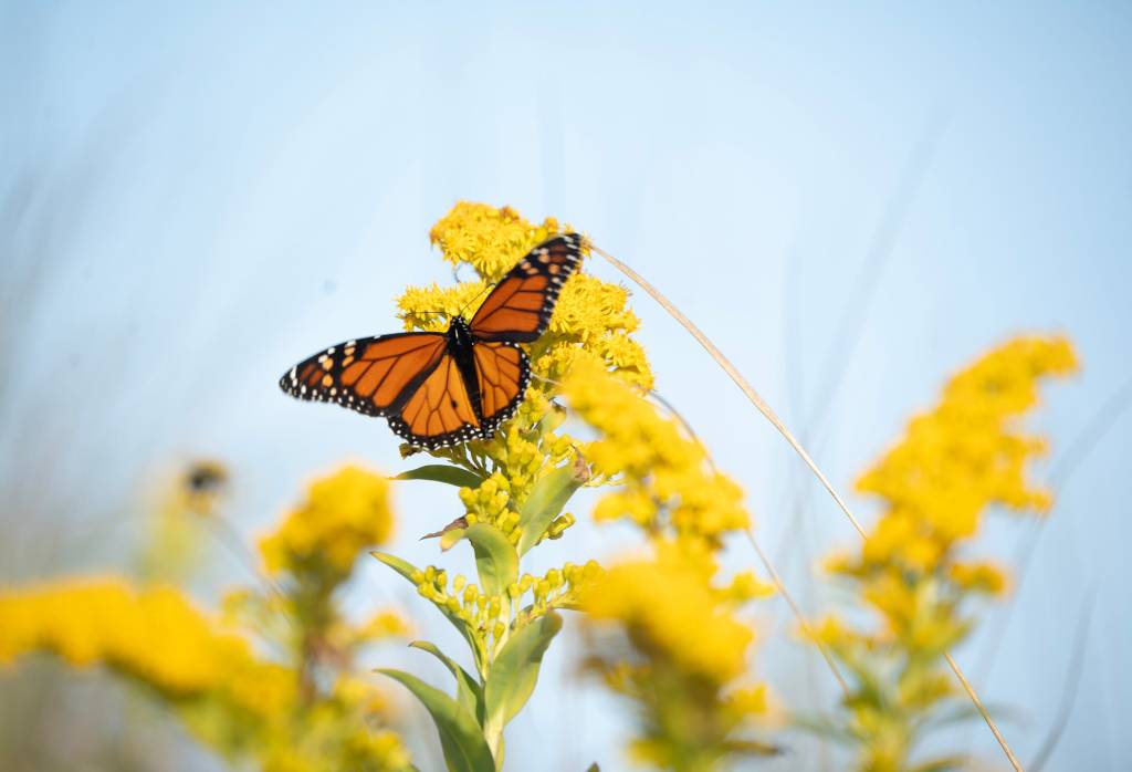 Near-record low butterfly sightings force California officials to issue dire plea