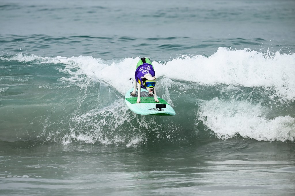 Del Mar Dog Beach surfing festival ends in chaos as judges forced to cancel the final