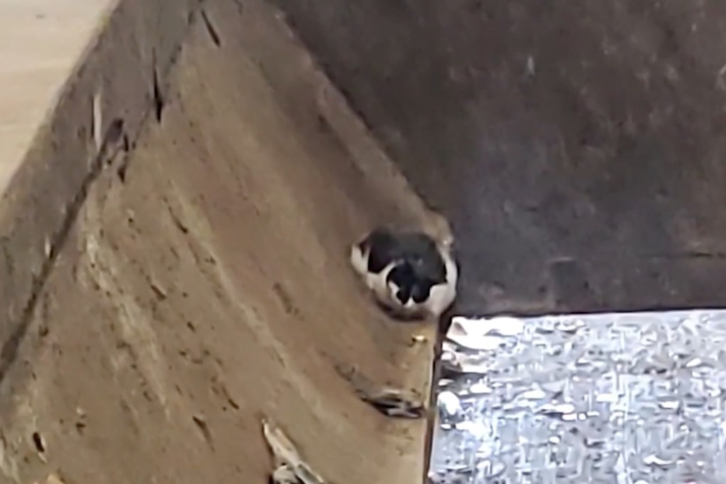 Cat accidentally thrown out with old couch, miraculously rescued from harrowing trash pit