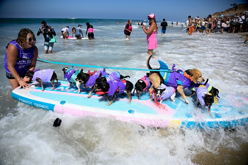 Del Mar Dog Beach surfing festival ends in chaos as judges forced to cancel the final