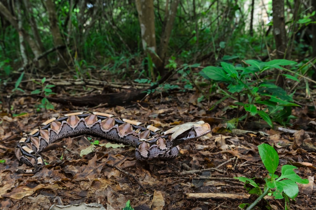 Bizarre hoax uncovered after SoCal cops went hunting for deadly viper