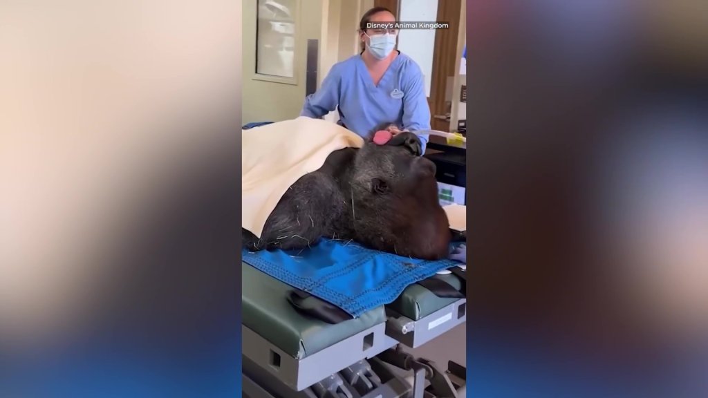 Gorilla poised to become next leader of the pack undergoes medical check-up — drawing crowd of onlookers