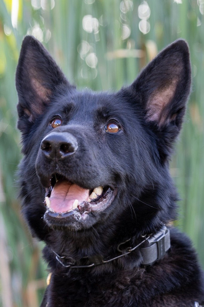 Portland police K-9 fatally shot on final shift before retirement while chasing murder suspect