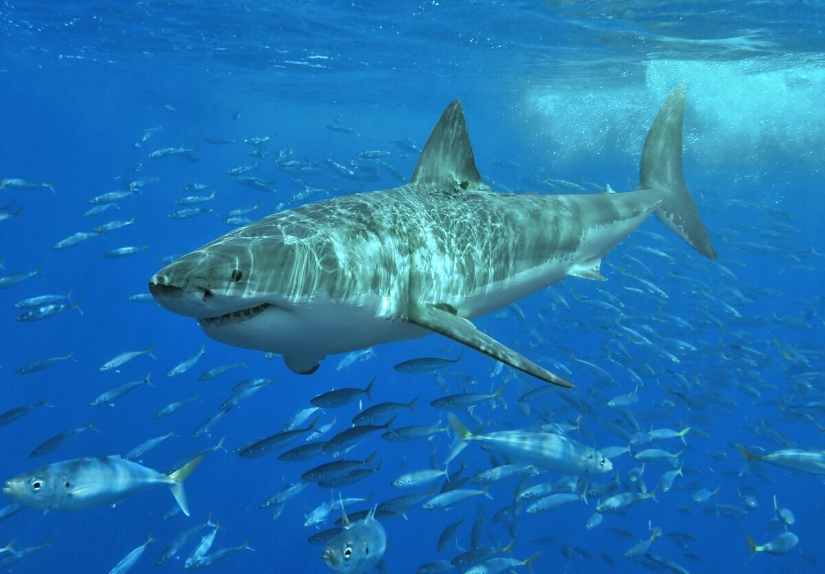 Great white shark tears seal apart, turning serene Nantucket beach into bloodbath, wild video shows