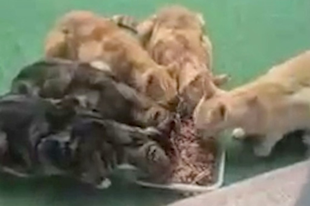 Brooklyn coward kills 18 cats, 3 racoons with enough poison to ‘take out an elephant’