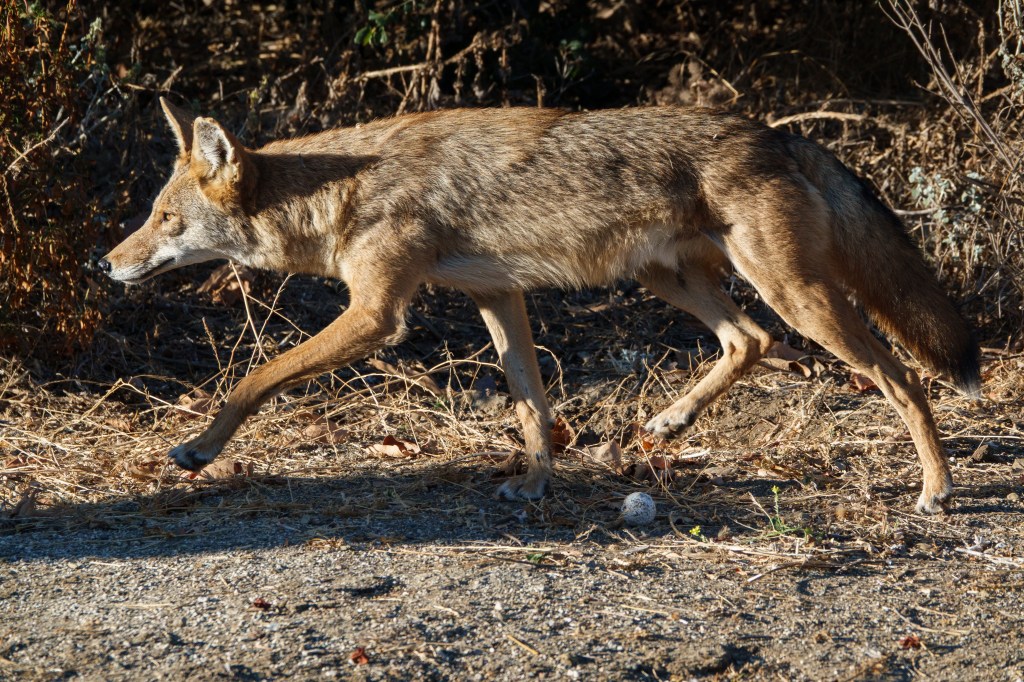 Arizona mom fights off crazed coyote with flip-flip after wild animal attacks 4-year-old daughter