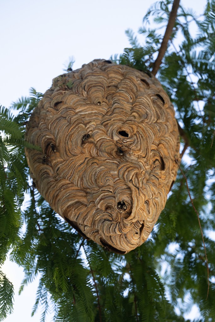 ‘Superhero’ exterminator voluntarily rids NYC block of massive hornets nest after lazy officials refused