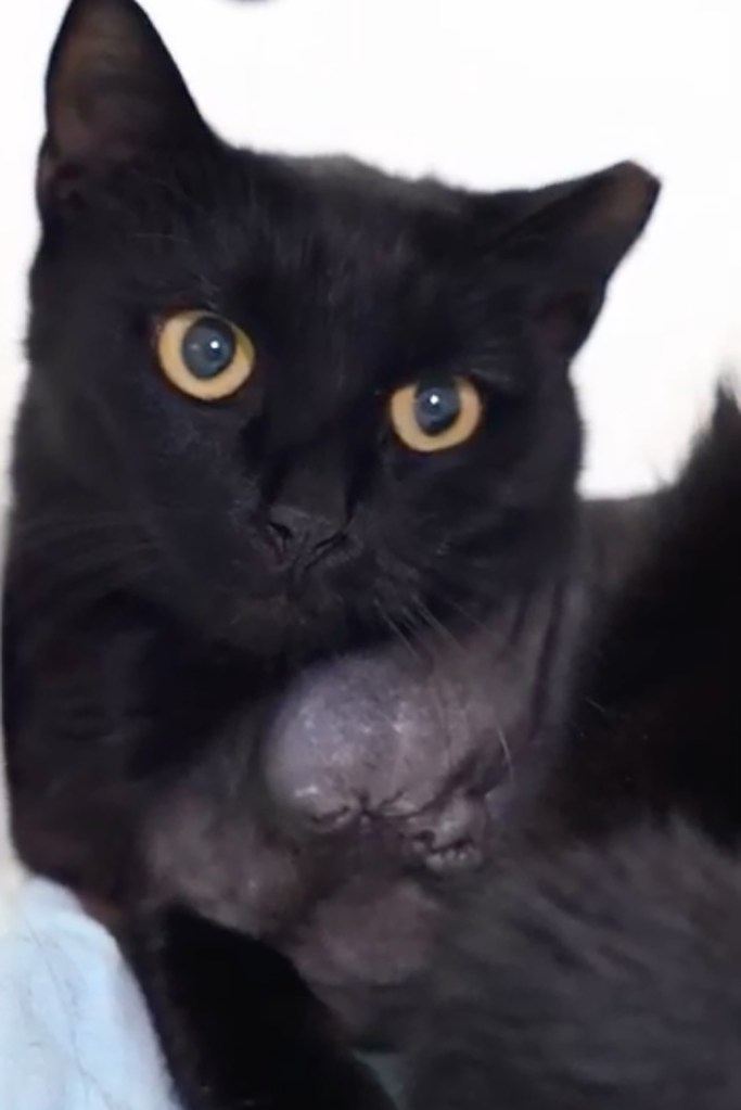 Horrifying footage shows serial cat killer shooting stray after getting off e-bike