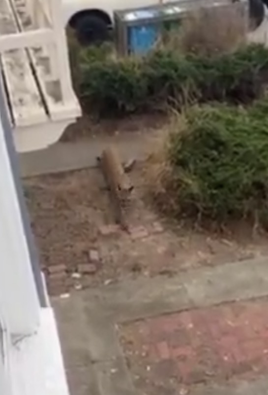 Mountain lion spotted prowling in San Francisco yards as officials issue warning to neighbors
