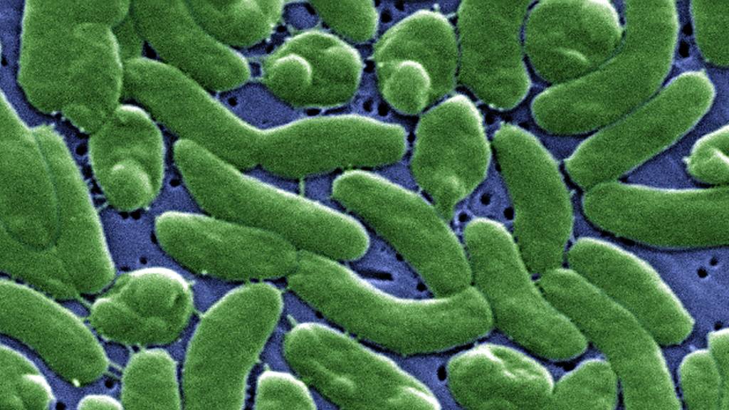 Fourth Floridian dies from flesh-eating bacteria tied to raw or undercooked oysters