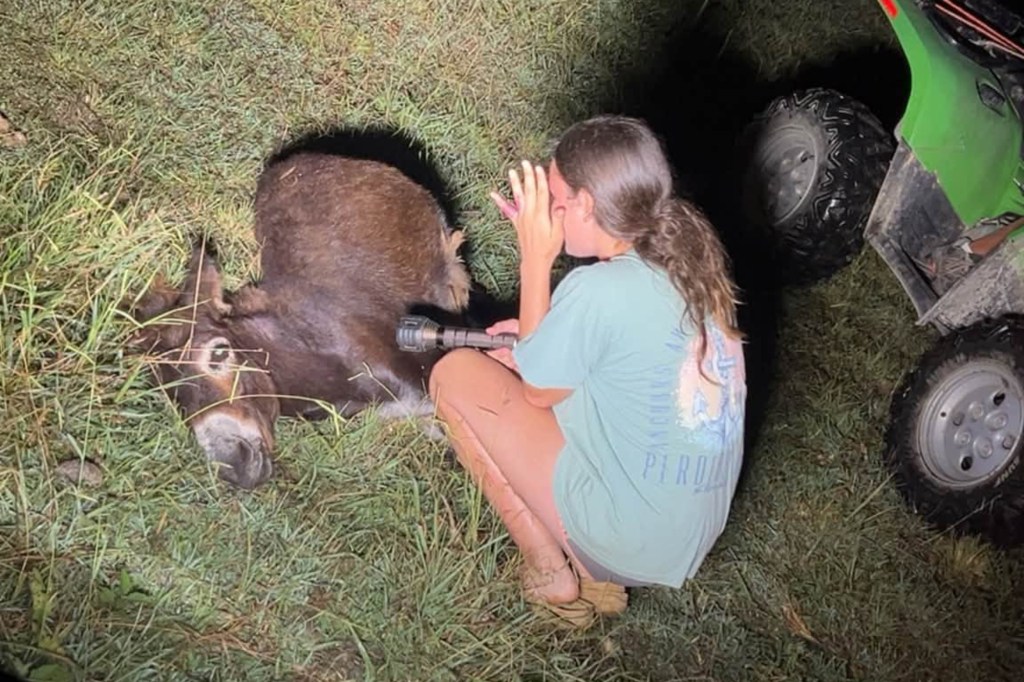 Georgia cops kill baby donkey HeeHaw, and his owner demands justice: ‘He was my son’