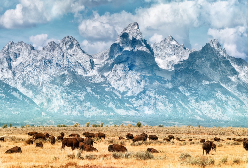 Yellowstone tops list of America’s most Googled national parks — as interest in wild US surges