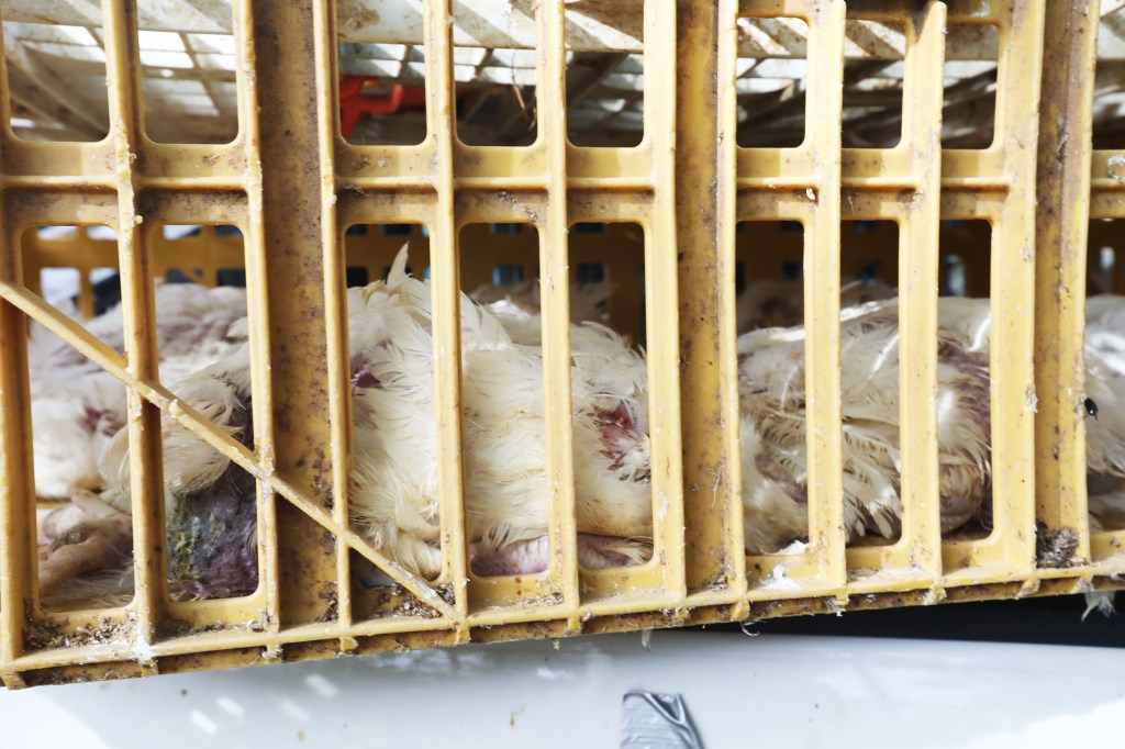 Hundreds of dead chickens found abandoned in NYC U-Hauls: cops and activists