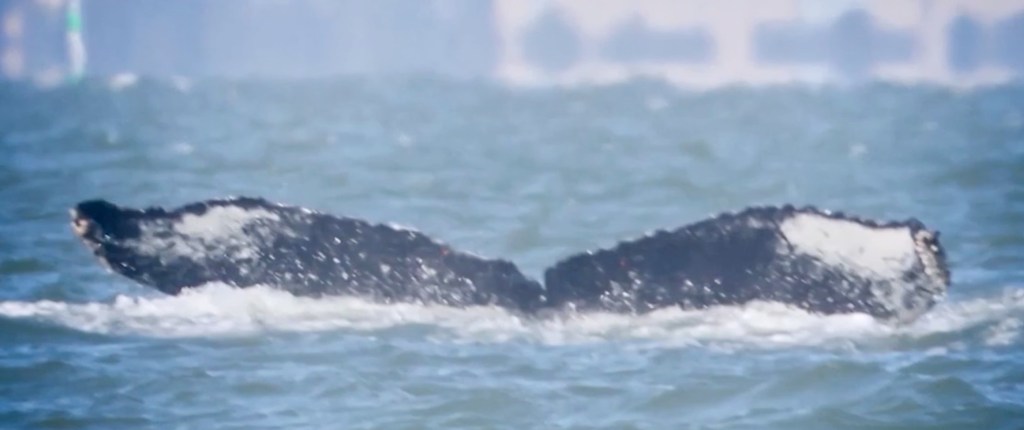 Massive humpback whale makes rare appearance in California river