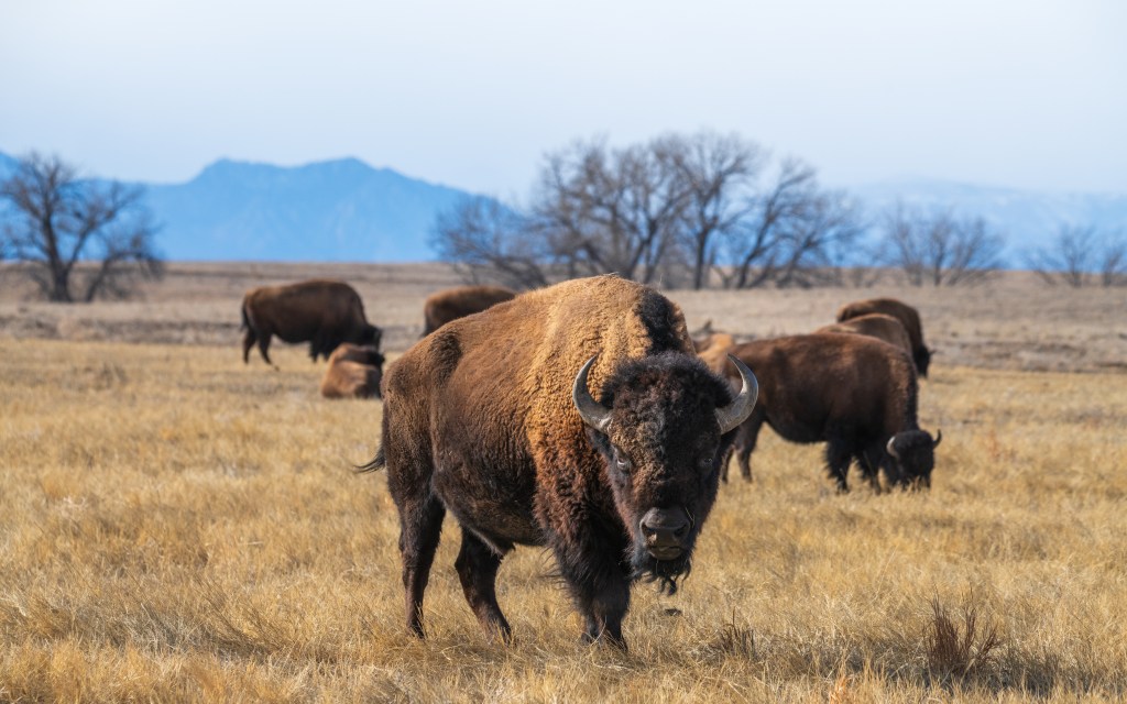Yellowstone tops list of America’s most Googled national parks — as interest in wild US surges