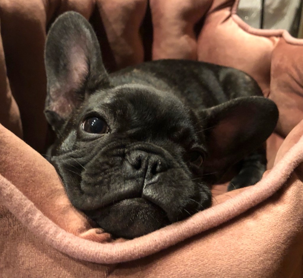 California couple brutally mauled by bear before their tiny French Bulldog Cassie dies saving them