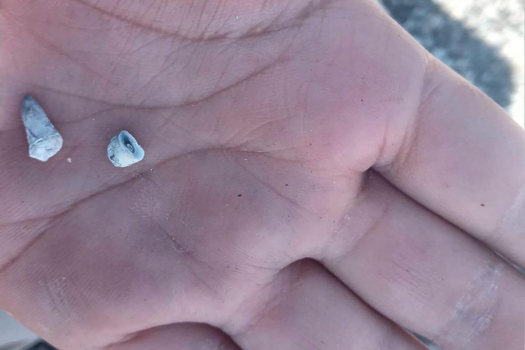 1,600 baby teeth found at mass grave site in Mexico as officials deny knowledge