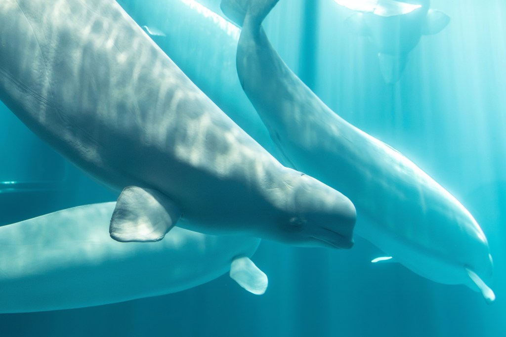 Third beluga whale, Osiris, dies at Chicago aquarium — after rescue from shuttered Canada marine park