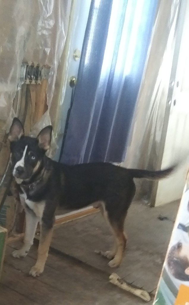 Newborn killed by family dog, Chomp, who bit him 180 times in squalid home