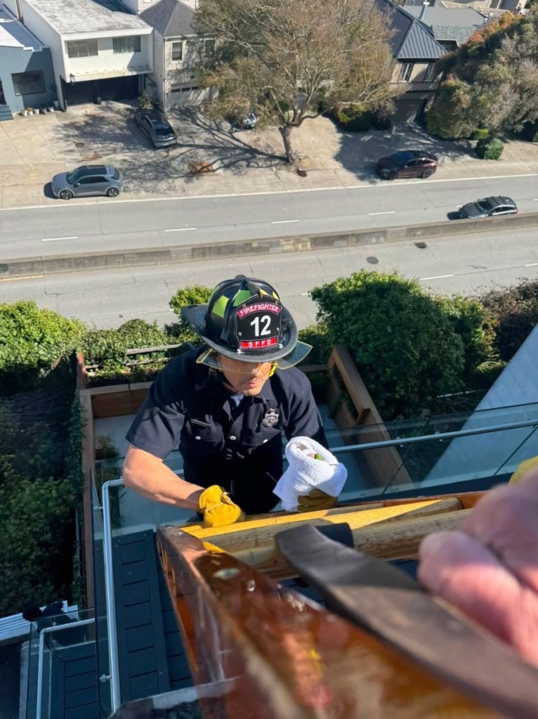 Exotic bird gets high-flying rescue from SF balcony — as parrots flock to celebrate