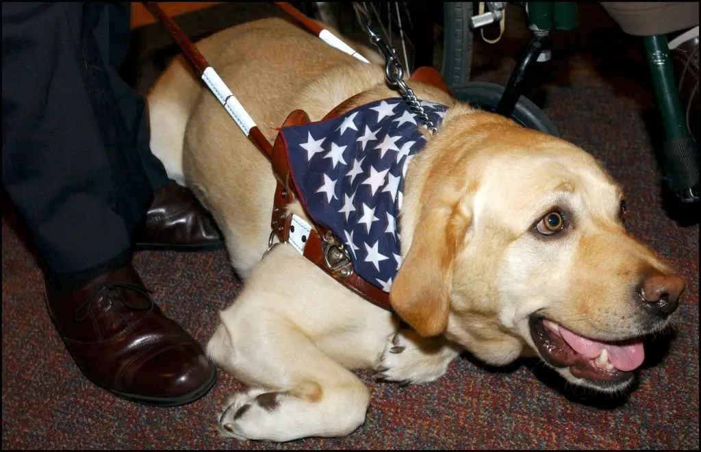 Blind 9/11 survivor credits 'hero' guide dog with saving dozens of lives in incredible escape