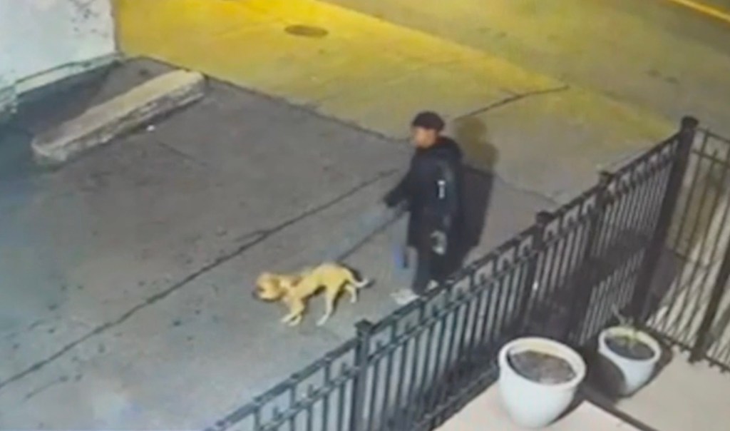 Heartless fiend who left pooch tied up at cemetery with slit throat barred from owning pets: DA