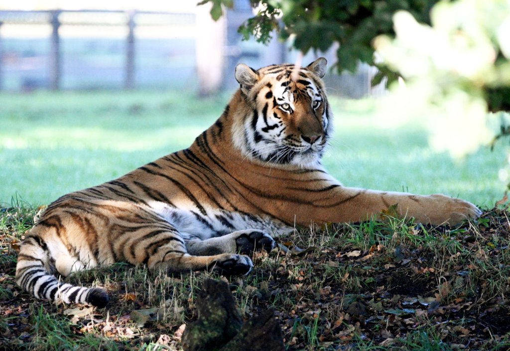 Visitors flock to see tiger that mauled ex-child actor to death as enclosure finally reopens